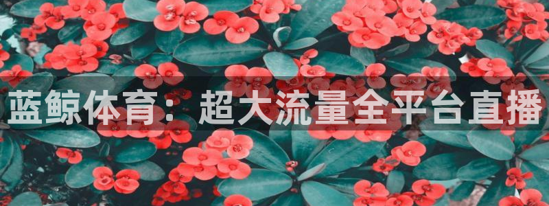 88看球nba直播吧：蓝鲸体育：超大流量全平台直播