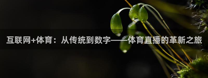 88看球nba直播官网：互联网+体育：从传统到数字——体育直播的革新之旅